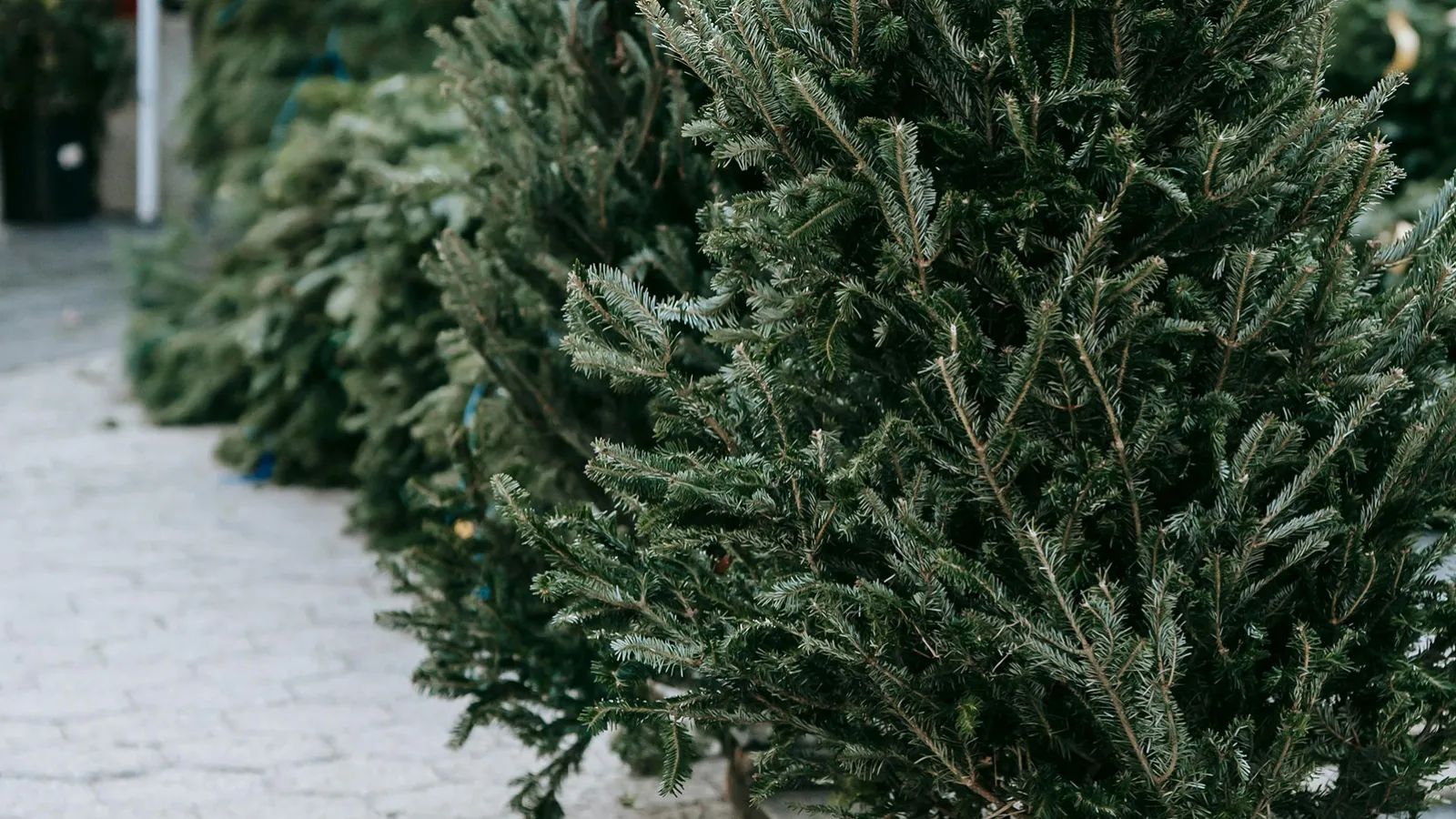 11.01.2025 Abnahme der Weihnachtsbeleuchtung und Einsammeln der Tannenbäume